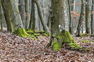 Fagaceae Family Trees Prints: Mossy trunks of a beech tree in the forest
