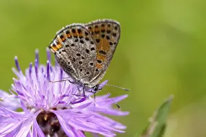 Pterygote Insect Images Prints: Moth, small moth, Lycaena phlaeas