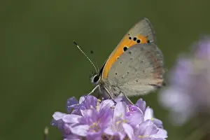 Pterygote Insect Images Prints: Moth, small moth, Lycaena phlaeas