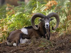 Bovid Animal Images Prints: A mouflon resting in the forest
