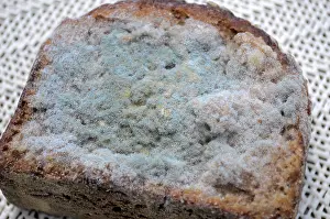 Unhealthy Nutrition Prints: Mould on bread, mouldy bread