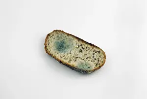 Studio Shot Of Bread Prints: Mouldy slice of bread