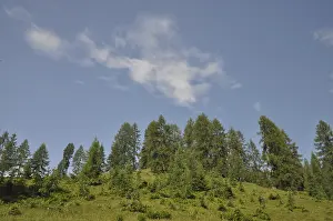 Nature Scenery Photography Prints: Mountain forest, forest, tree, trees