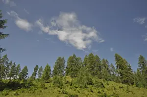 Overcast Sky Landscapes Prints: Mountain forest, forest, tree, trees