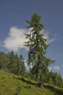Overcast Sky Landscapes Prints: Mountain forest, forest, tree, trees