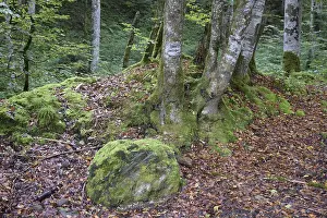 Uninhabited Mountain Backdrop Prints: Mountain forest, forest, tree, trees
