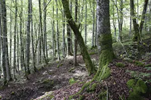Uninhabited Mountain Backdrop Prints: Mountain forest, forest, tree, trees