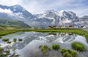 Bernese Oberland Scenery Prints: Mountain panorama with peaks Eiger