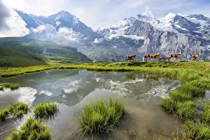 Bernese Oberland Scenery Prints: Mountain panorama with peaks Eiger