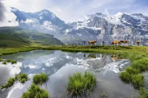 Alpine Lake Scenery Prints: Mountain panorama with peaks Eiger