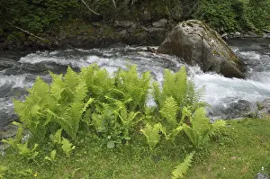 Mountain Creek Wilderness Prints: Mountain stream, mountain stream
