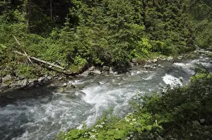 Salzburger Land Scenery Prints: Mountain stream, mountain stream