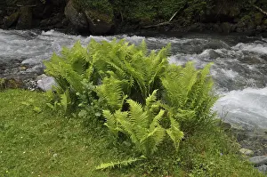 Mountain Stream Prints: Mountain stream, mountain stream
