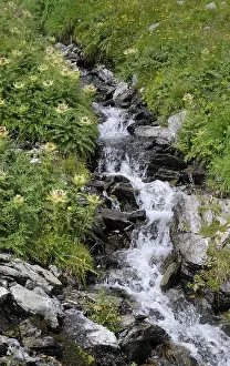 Mountain Torrent Photography Prints: Mountain stream, stream, mountain stream