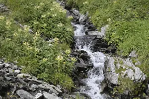 Wild River Scenery Prints: Mountain stream, stream, mountain stream