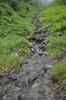 Mountain Creek Prints: Mountain stream, stream, mountain stream