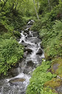 Alpine Landscape Images Prints: Mountain stream, stream, mountain stream