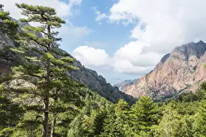 Mountainous Rural Landscapes Prints: Mountains, reddish rocks, pine forest