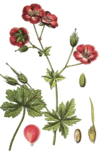 Geraniaceae Family Prints: Mourning widow, geranium (Geranium phaeum)
