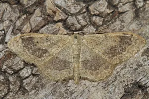 Geometer Moth Prints: Mouse-eared moth