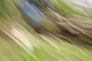 Motion Blur Prints: Movement