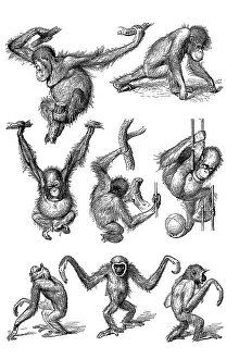 Endangered Species Drawing Prints: Movement study, postures of various apes