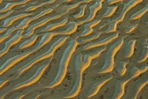 Low Tide Coastal Scene Prints: Mudflats in evening light, beach
