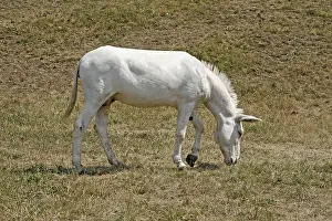 Livestock Farming Prints: Mule