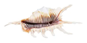 Prints of Empty murex snail shell against white background Snail Prints: Empty Murex Snail Shell Print