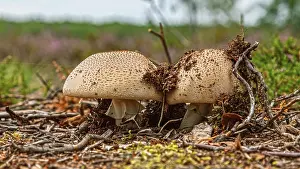 Heath Family Plants Prints: Mushroom