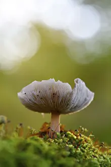 North Rhine Westphalia Botany Prints: Mushroom in the moss, beech forest
