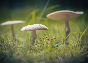 Forest Ground Mushrooms Prints: Mushrooms