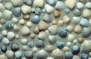 Bivalve Shell Prints: Mussel shells