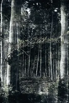 Wooded Countryside Scenery Prints: Mystical forest