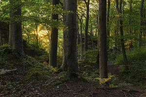 Mystical Forest Atmosphere Prints: The mystical forest above the cliffs of Ith in the evening light