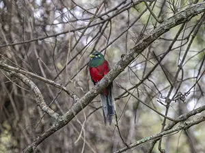Passerine Birds In Wild Prints: Narinatrogon (Apaloderma narina) sitting in a tree