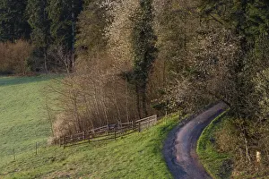 Narrow Forest Path Prints: Narrow path leads into a forest