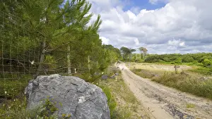 Deserted European Countryside Prints: A narrow path runs through the forest