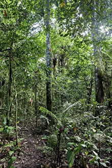 Original Rainforest Scenery Prints: A narrow path snakes through dense