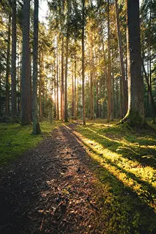 Morning Light Germany Prints: A narrow path winds through a quiet forest