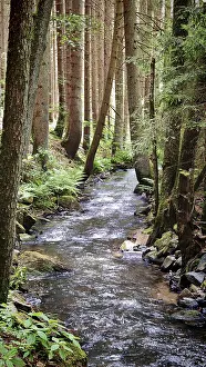 Upper Franconia Landscape Prints: A narrow river winds through dense trees