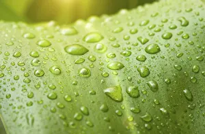 Water Drop Photography Prints: Nature