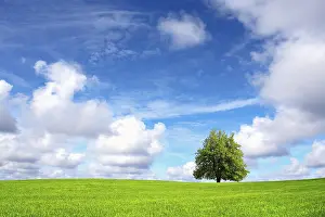 Deciduous Tree Photography Prints: Nature