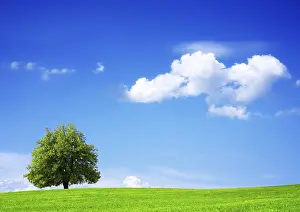 Oak Tree Landscape Prints: Nature