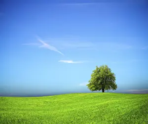 Oak Tree Landscape Prints: Nature background