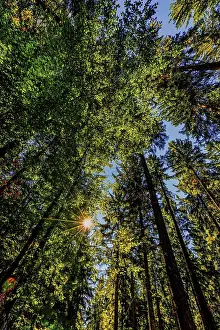 Deserted Forest Landscapes Prints: Nature, forest, light and shadow