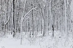 Canadian Winter Scene Prints: Nature, snow covered tree trunks