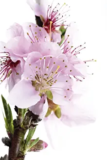 Houseplant Species Prints: Nectarine blossoms