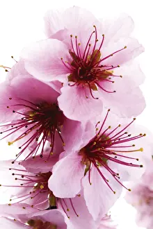 Houseplant Photography Prints: Nectarine blossoms