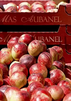 Stone Fruit Prints: Nectarines